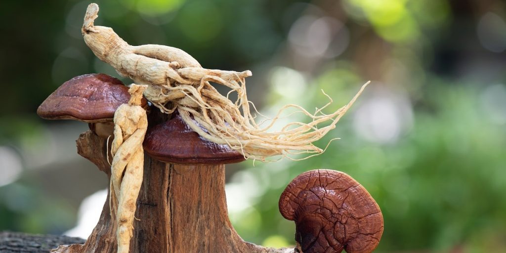 Khasiat Ginseng
