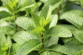 Daun Mint dan Manfaatnya untuk Sistem Pencernaan dan Kesegaran Tubuh