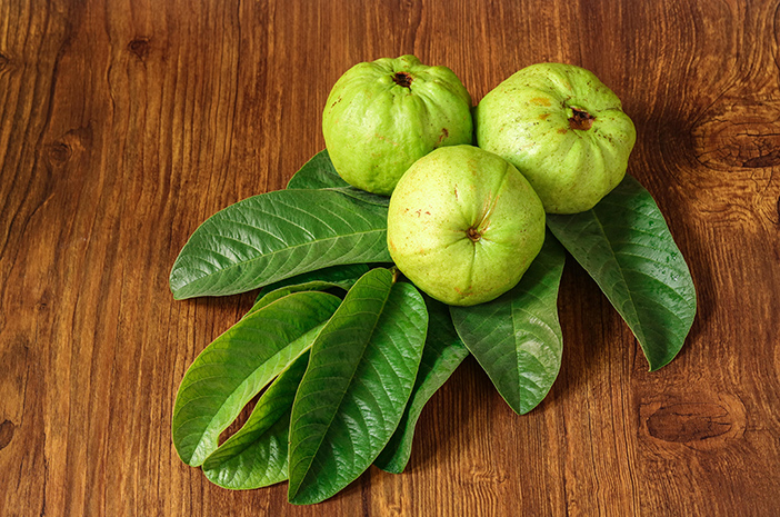 Daun Jambu Biji